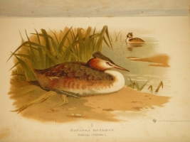 `Охотничьи и промысловые птицы Европейской России и Кавказа. В 2-х томах и Атласом` М.А.Мензбир. Москва, Типолитография Товарищества И.Н.Кушнерёв и К°, 1900-1902гг.