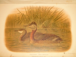 `Охотничьи и промысловые птицы Европейской России и Кавказа. В 2-х томах и Атласом` М.А.Мензбир. Москва, Типолитография Товарищества И.Н.Кушнерёв и К°, 1900-1902гг.