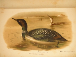 `Охотничьи и промысловые птицы Европейской России и Кавказа. В 2-х томах и Атласом` М.А.Мензбир. Москва, Типолитография Товарищества И.Н.Кушнерёв и К°, 1900-1902гг.