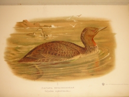 `Охотничьи и промысловые птицы Европейской России и Кавказа. В 2-х томах и Атласом` М.А.Мензбир. Москва, Типолитография Товарищества И.Н.Кушнерёв и К°, 1900-1902гг.