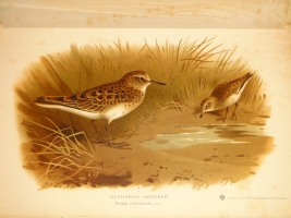 `Охотничьи и промысловые птицы Европейской России и Кавказа. В 2-х томах и Атласом` М.А.Мензбир. Москва, Типолитография Товарищества И.Н.Кушнерёв и К°, 1900-1902гг.