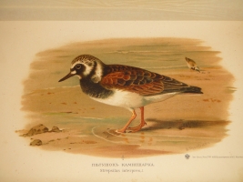 `Охотничьи и промысловые птицы Европейской России и Кавказа. В 2-х томах и Атласом` М.А.Мензбир. Москва, Типолитография Товарищества И.Н.Кушнерёв и К°, 1900-1902гг.