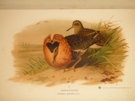 `Охотничьи и промысловые птицы Европейской России и Кавказа. В 2-х томах и Атласом` М.А.Мензбир. Москва, Типолитография Товарищества И.Н.Кушнерёв и К°, 1900-1902гг.