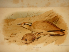 `Охотничьи и промысловые птицы Европейской России и Кавказа. В 2-х томах и Атласом` М.А.Мензбир. Москва, Типолитография Товарищества И.Н.Кушнерёв и К°, 1900-1902гг.