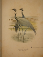 `Охотничьи и промысловые птицы Европейской России и Кавказа. В 2-х томах и Атласом` М.А.Мензбир. Москва, Типолитография Товарищества И.Н.Кушнерёв и К°, 1900-1902гг.