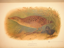 `Охотничьи и промысловые птицы Европейской России и Кавказа. В 2-х томах и Атласом` М.А.Мензбир. Москва, Типолитография Товарищества И.Н.Кушнерёв и К°, 1900-1902гг.