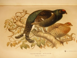 `Охотничьи и промысловые птицы Европейской России и Кавказа. В 2-х томах и Атласом` М.А.Мензбир. Москва, Типолитография Товарищества И.Н.Кушнерёв и К°, 1900-1902гг.