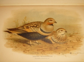 `Охотничьи и промысловые птицы Европейской России и Кавказа. В 2-х томах и Атласом` М.А.Мензбир. Москва, Типолитография Товарищества И.Н.Кушнерёв и К°, 1900-1902гг.