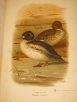 `Охотничьи и промысловые птицы Европейской России и Кавказа. В 2-х томах и Атласом` М.А.Мензбир. Москва, Типолитография Товарищества И.Н.Кушнерёв и К°, 1900-1902гг.