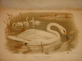 `Охотничьи и промысловые птицы Европейской России и Кавказа. В 2-х томах и Атласом` М.А.Мензбир. Москва, Типолитография Товарищества И.Н.Кушнерёв и К°, 1900-1902гг.