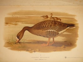 `Охотничьи и промысловые птицы Европейской России и Кавказа. В 2-х томах и Атласом` М.А.Мензбир. Москва, Типолитография Товарищества И.Н.Кушнерёв и К°, 1900-1902гг.