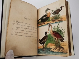 `Естественная история птиц` . [Москва]  литография при Музеуме, ценз. 1871 г.