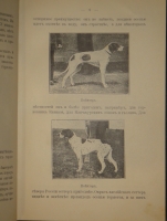 `Выбор, приобретение, содержание, дрессировка и натаска легавой` Алексей Тюльпанов. Киев, Типография 2-ой Артели, 1911г.