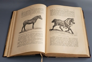 `Книга о лошади. Настольная книга для каждого коннозаводчика, коневода, коневладельца и любителя лошади` С.П. Урусов. СПб.: Издание Ф.В. Щепанского, 1902 г.