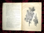 `Деревья и  кустарники Кавказа` Я. Медведев. Тифлис, 1905г.