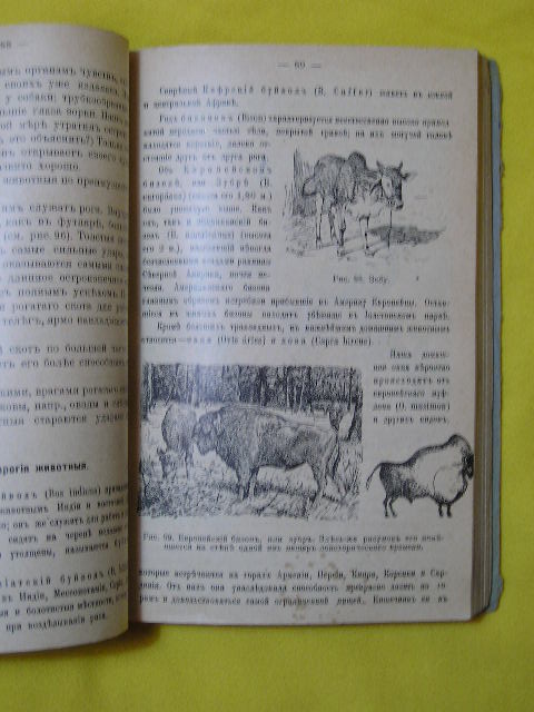 `Животные` О.Шмейль. 1910г. СПб.