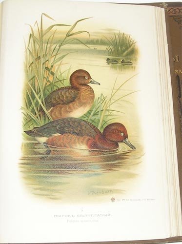 `Охотничьи и промысловые птицы Европейской России и Кавказа` Мейнзбир М.А. проф Императорского Московского Университета. Москва, 1900-1902гг.