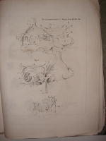 `Novi   Commentarii  academiae scientiarum imperialis (Записки Академии наук)` . 1775г. Санкт-Петербург