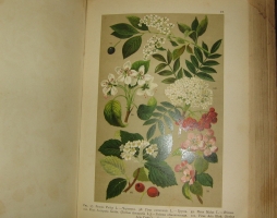 `Ботанический Атлас` К. ГОФМАН. 1899г.С.-Петербург