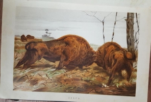 `Жизнь животных. Том 3. Млекопитающия` А.Э.Брэм. СПб., 1893 г.