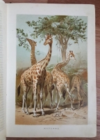 `Жизнь животных. Том 3. Млекопитающия` А.Э.Брэм. СПб., 1893 г.