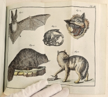 `Начальные основания естественной истории, содержащие царства животных, произрастений и ископаемых. [Книга 2] : Царство животных` Издано академиком Николаем Озерецковским по систематическому животных расположению г. Леске на немецком языке писанному. В Санктпетербурге,  печатано в Императорской типографии, 1791 г.