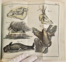 `Начальные основания естественной истории, содержащие царства животных, произрастений и ископаемых. [Книга 2] : Царство животных` Издано академиком Николаем Озерецковским по систематическому животных расположению г. Леске на немецком языке писанному. В Санктпетербурге,  печатано в Императорской типографии, 1791 г.