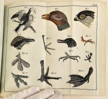 `Начальные основания естественной истории, содержащие царства животных, произрастений и ископаемых. [Книга 2] : Царство животных` Издано академиком Николаем Озерецковским по систематическому животных расположению г. Леске на немецком языке писанному. В Санктпетербурге,  печатано в Императорской типографии, 1791 г.