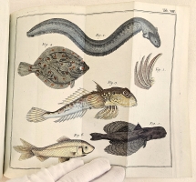 `Начальные основания естественной истории, содержащие царства животных, произрастений и ископаемых. [Книга 2] : Царство животных` Издано академиком Николаем Озерецковским по систематическому животных расположению г. Леске на немецком языке писанному. В Санктпетербурге,  печатано в Императорской типографии, 1791 г.