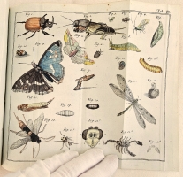 `Начальные основания естественной истории, содержащие царства животных, произрастений и ископаемых. [Книга 2] : Царство животных` Издано академиком Николаем Озерецковским по систематическому животных расположению г. Леске на немецком языке писанному. В Санктпетербурге,  печатано в Императорской типографии, 1791 г.