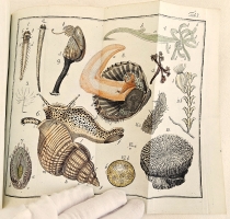 `Начальные основания естественной истории, содержащие царства животных, произрастений и ископаемых. [Книга 2] : Царство животных` Издано академиком Николаем Озерецковским по систематическому животных расположению г. Леске на немецком языке писанному. В Санктпетербурге,  печатано в Императорской типографии, 1791 г.