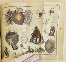 `Начальные основания естественной истории, содержащие царства животных, произрастений и ископаемых. [Книга 2] : Царство животных` Издано академиком Николаем Озерецковским по систематическому животных расположению г. Леске на немецком языке писанному. В Санктпетербурге,  печатано в Императорской типографии, 1791 г.