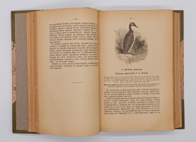 `Птицы России` Михаил Александрович Мензбир. Москва, Типо-литогр. Выс. утв. Т-ва И. Н. Кушнерев и К°, 1895 год