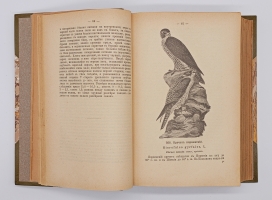 `Птицы России` Михаил Александрович Мензбир. Москва, Типо-литогр. Выс. утв. Т-ва И. Н. Кушнерев и К°, 1895 год
