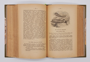 `Птицы России` Михаил Александрович Мензбир. Москва, Типо-литогр. Выс. утв. Т-ва И. Н. Кушнерев и К°, 1895 год