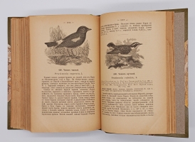 `Птицы России` Михаил Александрович Мензбир. Москва, Типо-литогр. Выс. утв. Т-ва И. Н. Кушнерев и К°, 1895 год