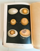 `Человек в двух томах` И.Ранке. С.-Петербург, Т-во «Просвещение», 1903 г.