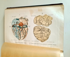 `Человек в двух томах` И.Ранке. С.-Петербург, Т-во «Просвещение», 1903 г.