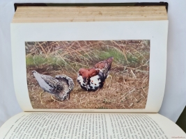 `Жизнь животных (в 7-ми томах)` А.Э. Брэм. Санкт-Петербург, тов-во Деятель, 1911-1914 гг.