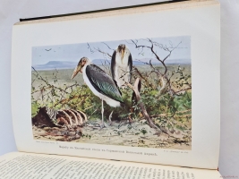 `Жизнь животных (в 7-ми томах)` А.Э. Брэм. Санкт-Петербург, тов-во Деятель, 1911-1914 гг.