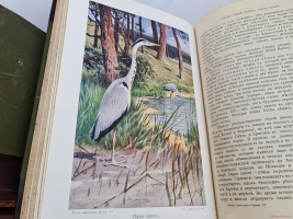 `Жизнь животных (в 7-ми томах)` А.Э. Брэм. Санкт-Петербург, тов-во Деятель, 1911-1914 гг.