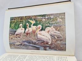 `Жизнь животных (в 7-ми томах)` А.Э. Брэм. Санкт-Петербург, тов-во Деятель, 1911-1914 гг.