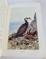 `Жизнь животных (в 7-ми томах)` А.Э. Брэм. Санкт-Петербург, тов-во Деятель, 1911-1914 гг.