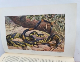 `Жизнь животных (в 7-ми томах)` А.Э. Брэм. Санкт-Петербург, тов-во Деятель, 1911-1914 гг.