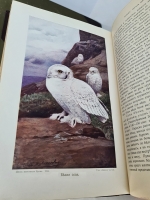 `Жизнь животных (в 7-ми томах)` А.Э. Брэм. Санкт-Петербург, тов-во Деятель, 1911-1914 гг.