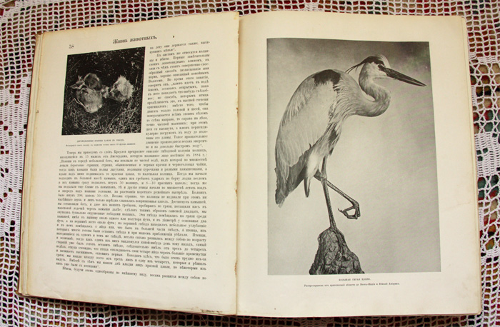 Жизнь животных том 5. Жизнь животных книга. Жизнь животных 1910 года. Книга фотография натуры.