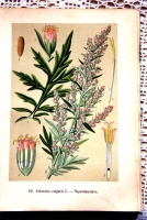 `Русские лекартвенные растения` В.К.Варлих. СПб, 1901 г.
