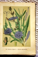 `Русские лекартвенные растения` В.К.Варлих. СПб, 1901 г.