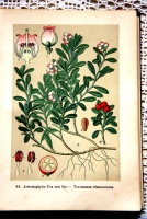 `Русские лекартвенные растения` В.К.Варлих. СПб, 1901 г.
