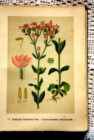 `Русские лекартвенные растения` В.К.Варлих. СПб, 1901 г.
